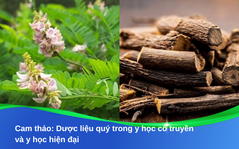 Cam thảo: Dược liệu quý trong y học cổ truyền