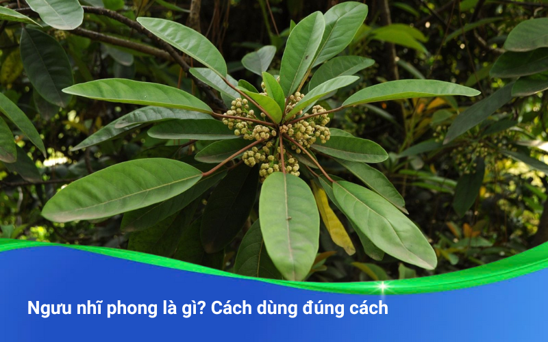 Ngưu nhĩ phong là gì? Cách dùng đúng cách