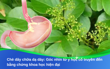 Chè dây chữa dạ dày: Góc nhìn từ y học cổ truyền đến bằng chứng khoa học hiện đại