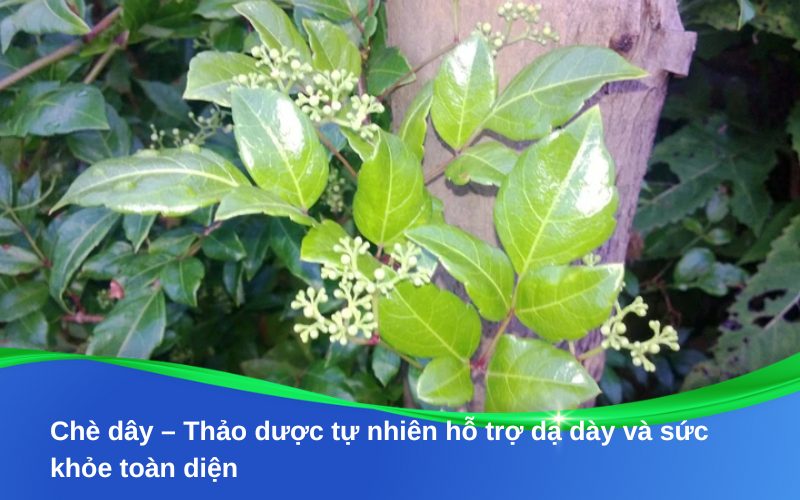 Chè dây – Thảo dược tự nhiên hỗ trợ dạ dày và sức khỏe toàn diện