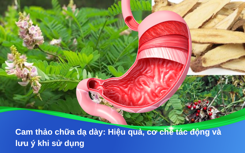 Cam thảo chữa dạ dày: Hiệu quả, cơ chế tác động và lưu ý khi sử dụng