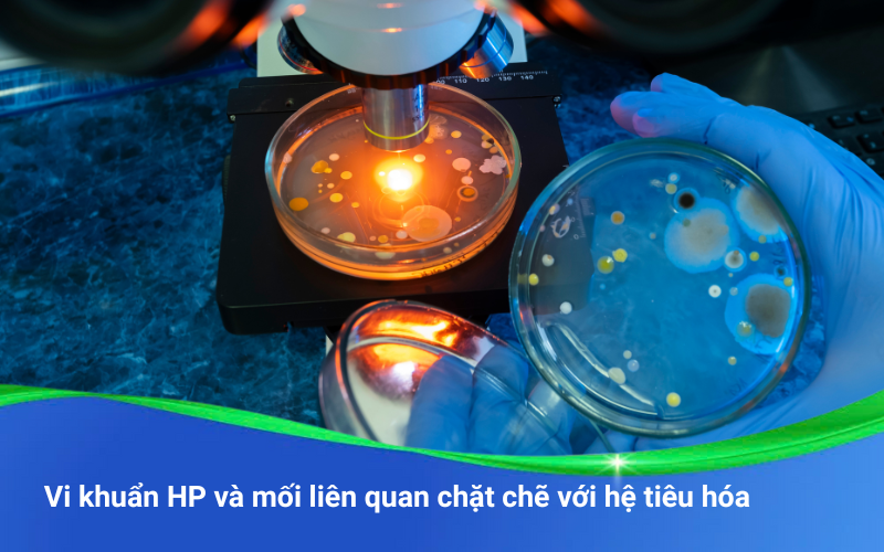 Vi khuẩn HP và mối liên quan chặt chẽ với hệ tiêu hóa